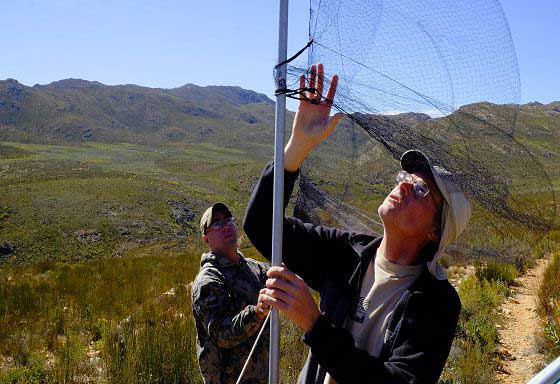 Putting up a bird net